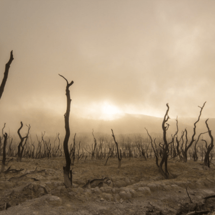 dead dried trees mexico